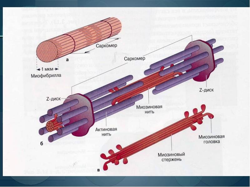 Каким номером на рисунке обозначена миофибрилла. Саркомер миофибриллы. Структура миофибриллы саркомер. Строение мышечной ткани саркомер. Строение мышечного волокна саркомер.