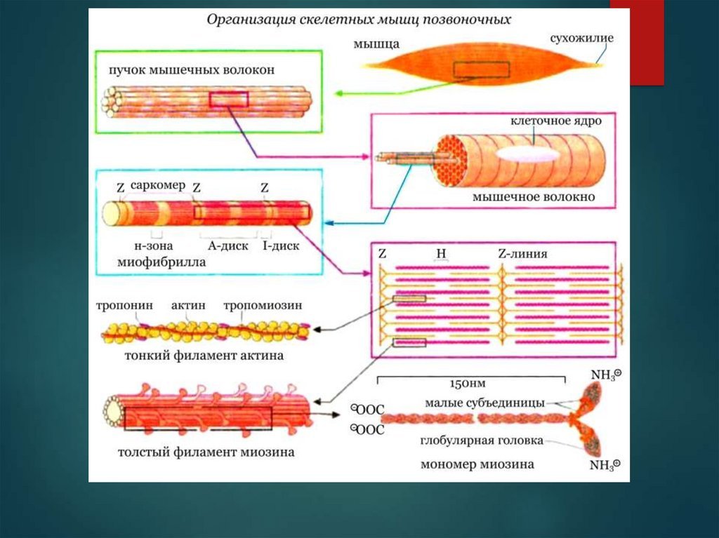 Саркомера мышечного волокна. Строение саркомера мышечного волокна. Биохимическое строение миофибрилл. Строение миофибриллы биохимия.