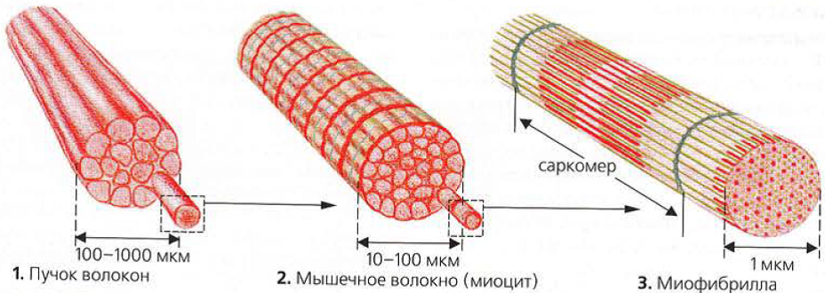 Каким номером на рисунке обозначена миофибрилла. Структура мышцы мышечного волокна. Структура поперечно полосатого мышечного волокна. Строение поперечно полосатой мышцы анатомия. Строение поперечного мышечного волокна.