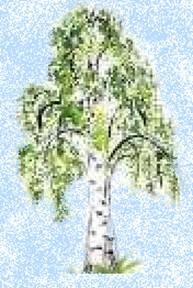 Ствол березы для детского сада