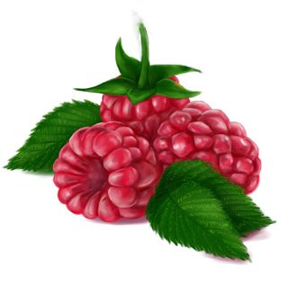 Малина Векторная Графика