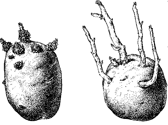 Клубень картофеля