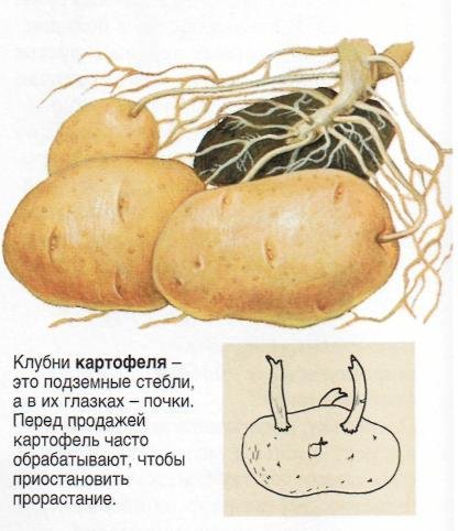 Глазки клубня картофеля