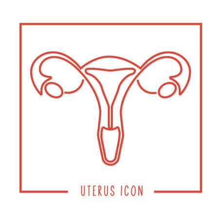 Строение женского полового органа анатомия