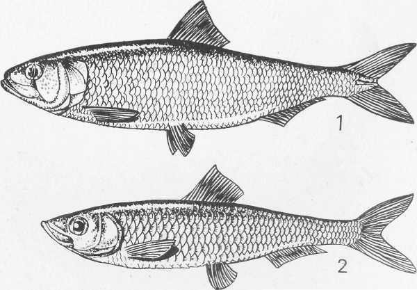 Селедка Графика