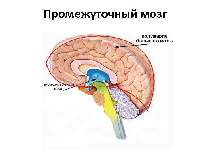 Средний и промежуточный мозг строение. Промежуточный мозг строение. Промежуточный мозг анатомия человека. Промежуточный мозг строение рисунок. Строение промежуточного мозга рисунок с подписями.