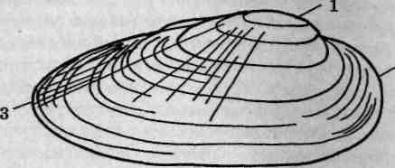 Вершина раковины беззубки