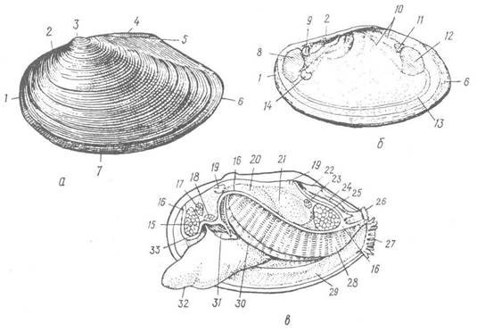 Беззубка черно белая