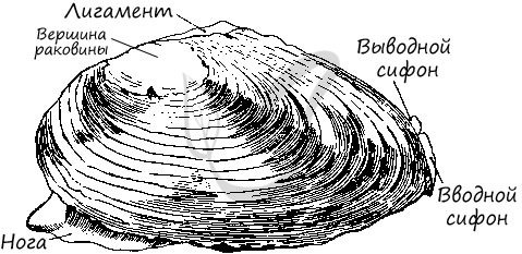 Раковина беззубки рисунок (47 фото)
