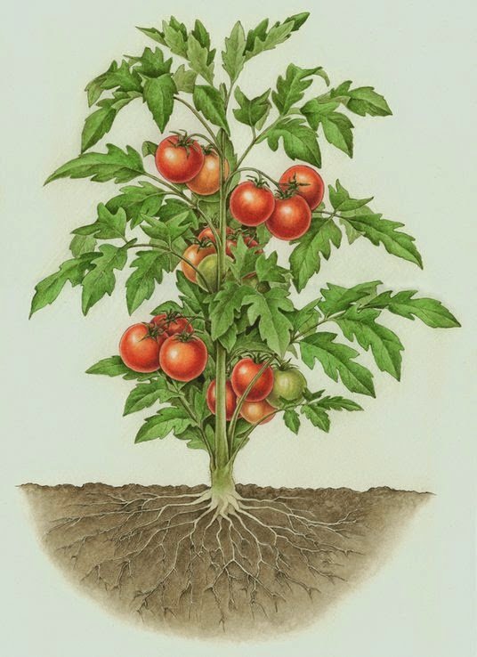 Томат растение биология. Корень томата. Куст помидоры с корневой системой. Корни у помидоров черри.