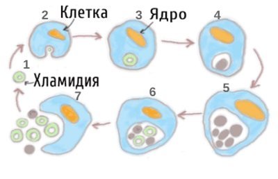 Развитие хламидий. Хламидии строение клетки. Chlamydia trachomatis строение. Схема жизненного цикла хламидии. Хламидия трахоматис строение.