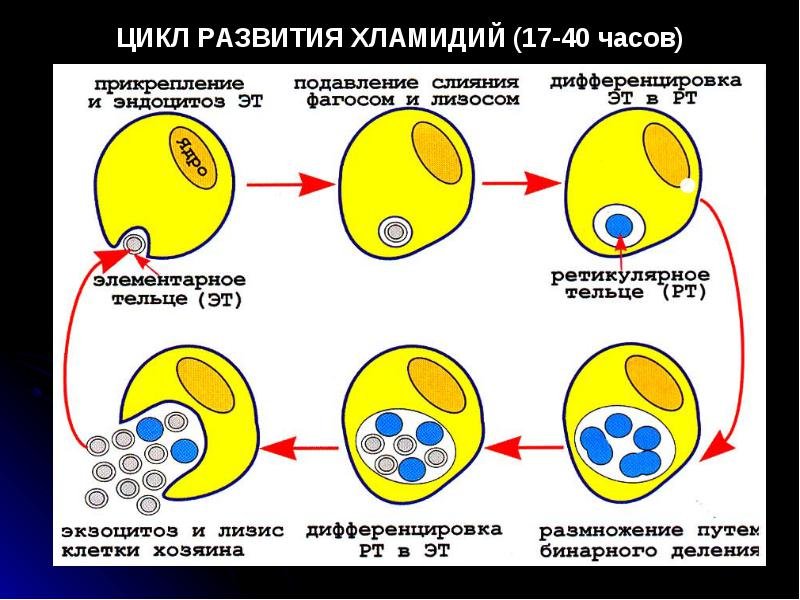 Против хламидий. Схема цикл развития хламидий. Стадии жизненного цикла хламидии. Стадии цикла развития хламидий. Хламидии схема клетки.