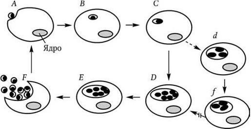 Хламидии рисунок (49 фото)
