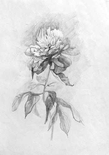 Академический рисунок цветов