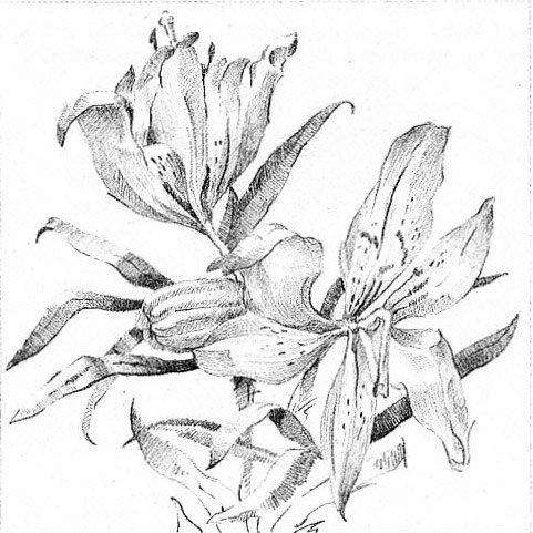 Скетч с натуры цветы