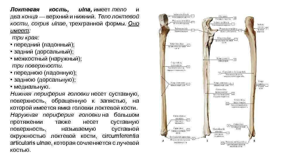 Соединения локтевой кости. Локтевая кость шиловидный отросток. Локтевая кость кость анатомия человека. Локтевая кость вид спереди.