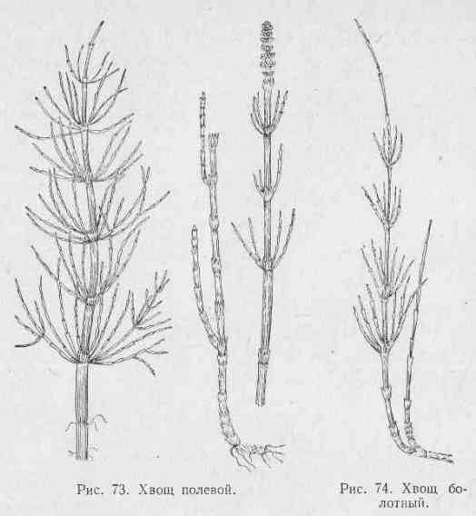 Хвощ полевой рис 119