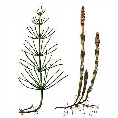 Хвощ полевой корневище