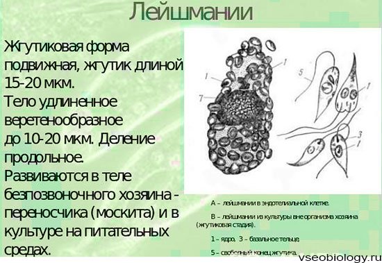 Трипаносома и лейшмания