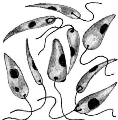 Промастигота лейшмании строение