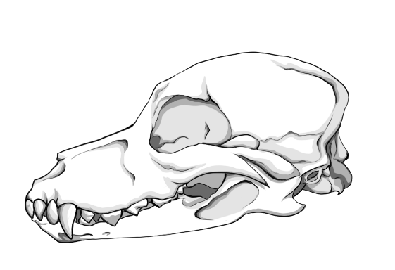 Череп волка рисунок сбоку