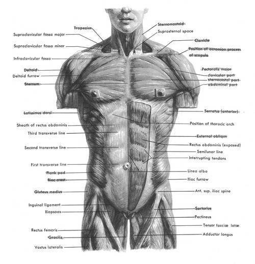 Мышцы торса человека анатомия