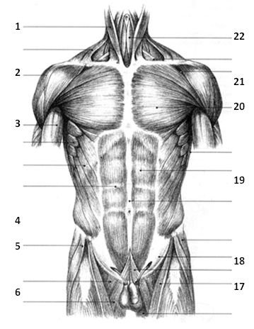 Мышцы торса спереди