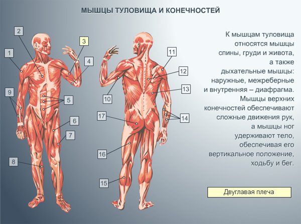 Строение мышц туловища и конечностей человека
