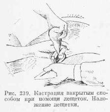Кастрация закрытым способом
