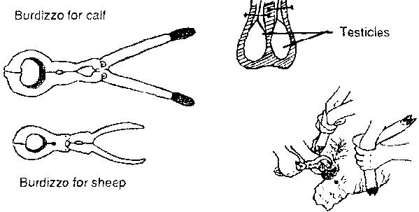 Кастрация комиксы рисунки