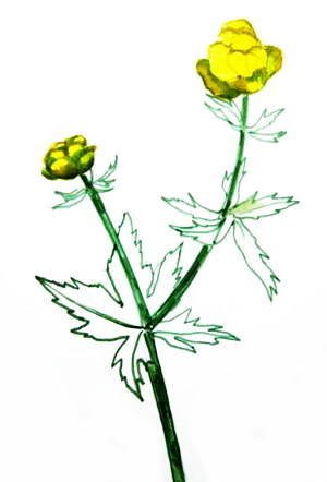 Купальница европейская корень