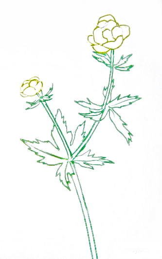 Желтые цветы вектор