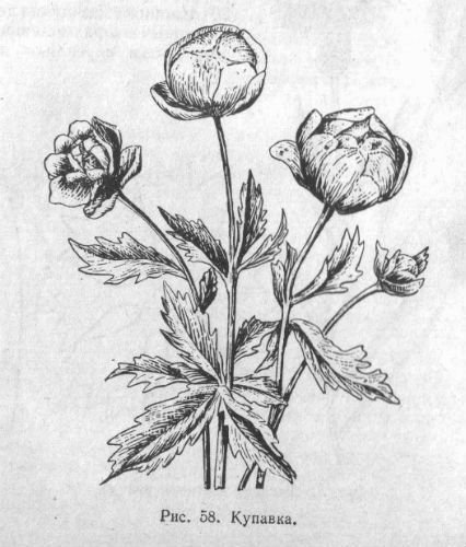 Италмас рисунок (49 фото)