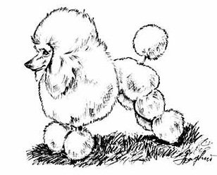 Белый пудель Куприн рисовать