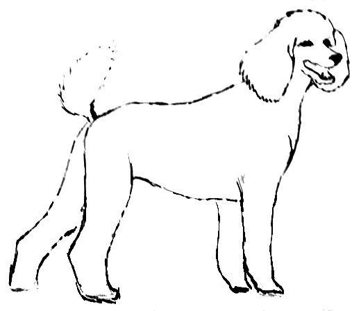 Белый пудель Куприн раскраска