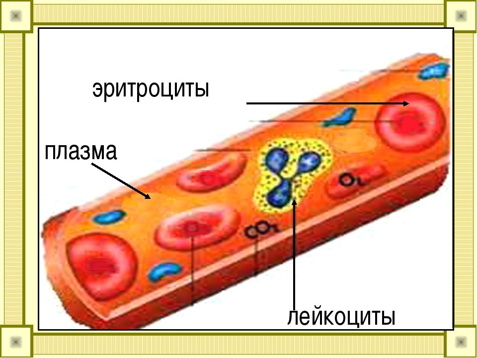Рисунок эритроцита. Эритроциты и лейкоциты. Плазма и эритроциты.