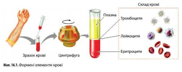Плазма эритроциты лейкоциты тромбоциты
