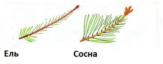 Хвоинки ели обыкновенной рисунок