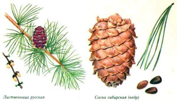 Сосна Сибирская хвоинки