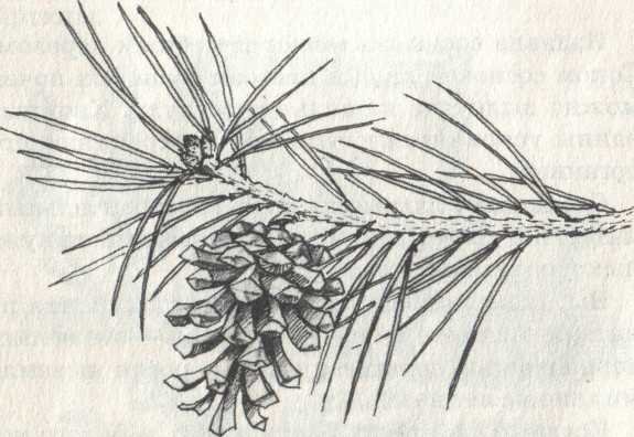 Строение побега сосны обыкновенной