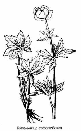 Купальница европейская Ботаническая иллюстрация