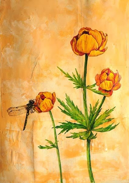 Акварель Купальницы