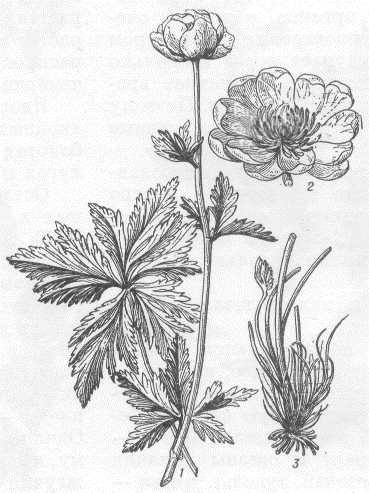 Купальница европейская цветок чашелистик строение