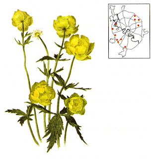 Купальница европейская листья