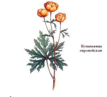 Купальница карандашом