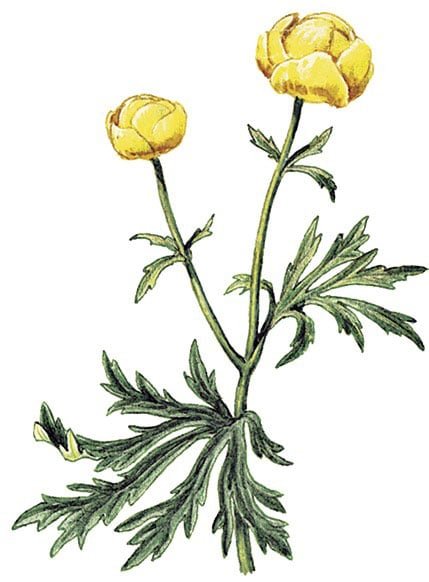 Купальница европейская Ботаническая иллюстрация