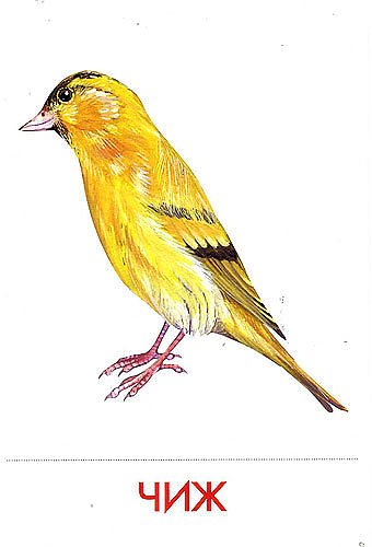 Чиж иллюстрация