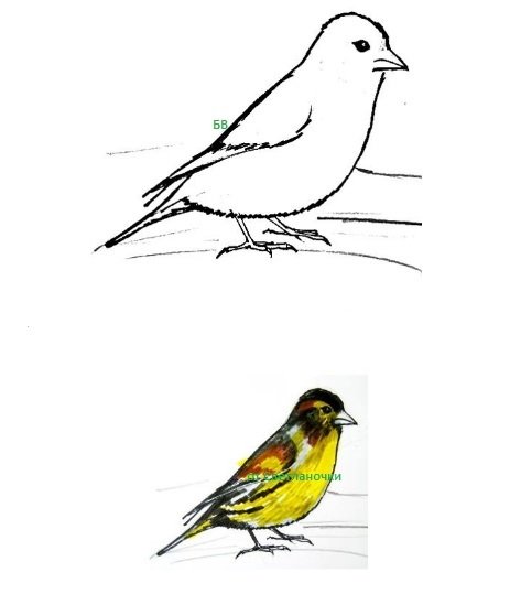 Чиж птица рисунок