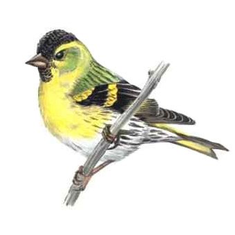 Иволга птица на белом фоне