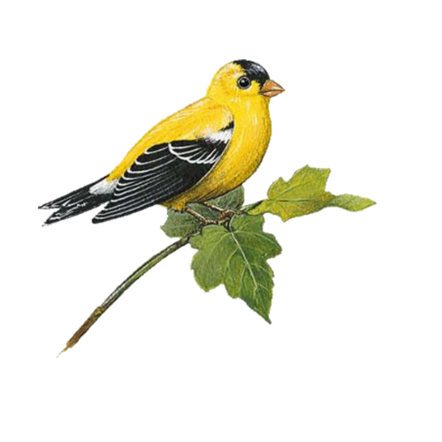 Художник Базиль Эде